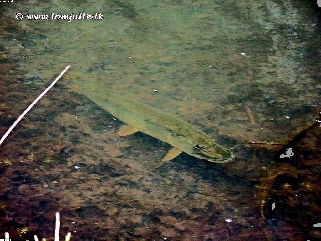 ការណែនាំលេង Slot Fish