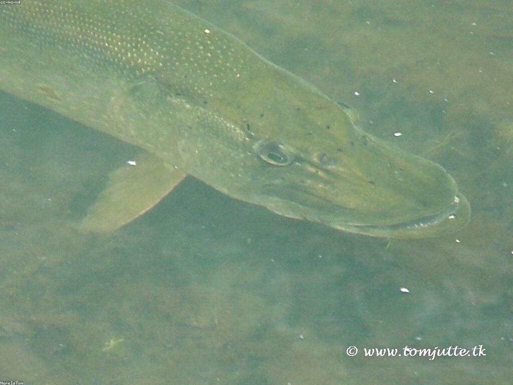 ព័ត៌មានថ្មីៗអំពី Slot Fish